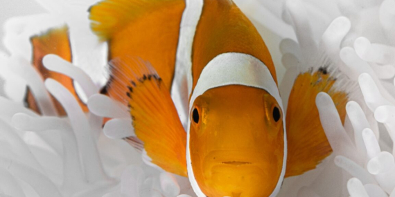 Clownfish Shrink to Survive Rising Ocean Temperatures